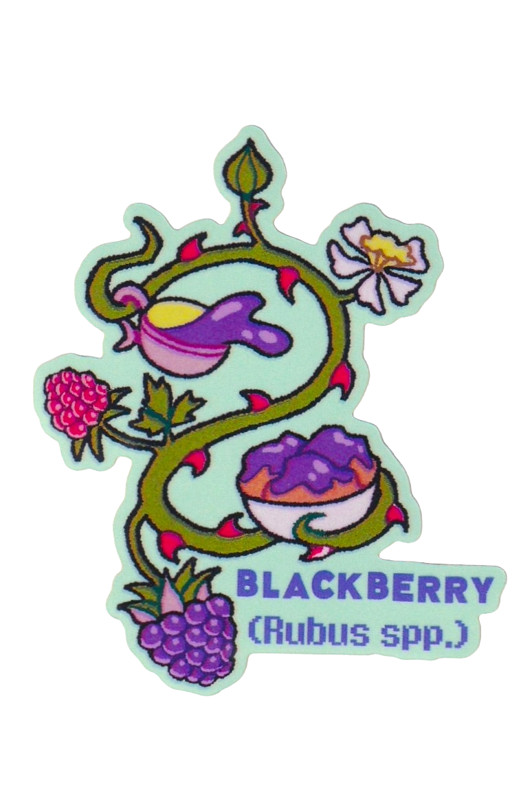 Blackberry Plant- Die-cut Vinyl Glossy Sticker