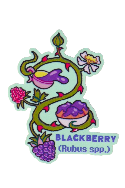 Blackberry Plant- Die-cut Vinyl Glossy Sticker