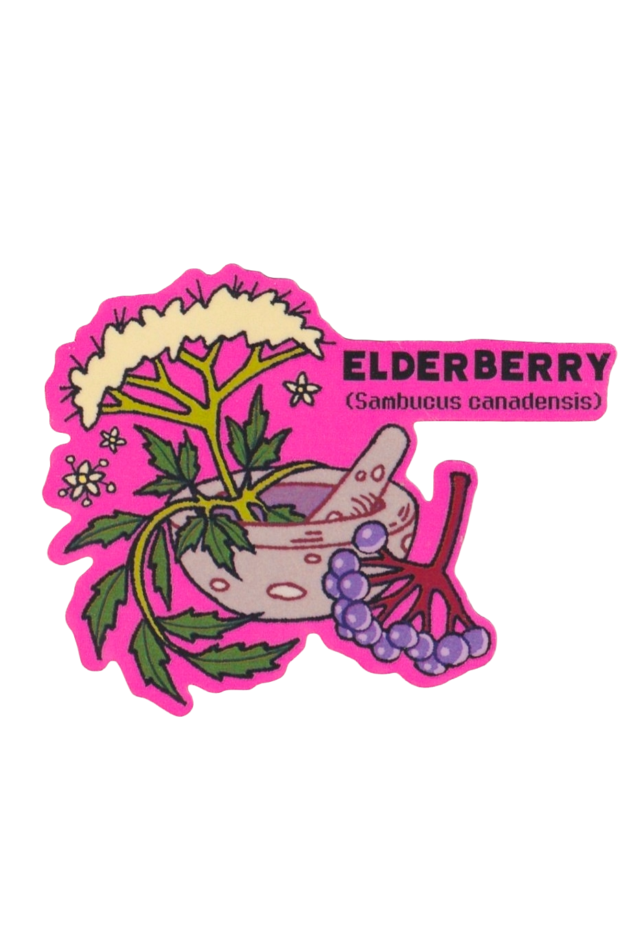 Elderberry Plant- Die-Cut Vinyl Glossy Sticker